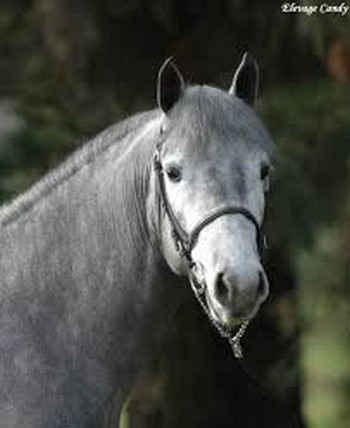 RUYBLAS1