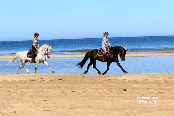 Westide Mirah 2 – Elevage du Tigre Celte – Connemara et Poneys Français ...