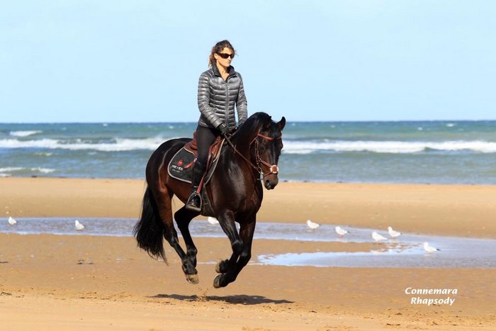 Westide Mirah 2 – Elevage du Tigre Celte – Connemara et Poneys Français ...