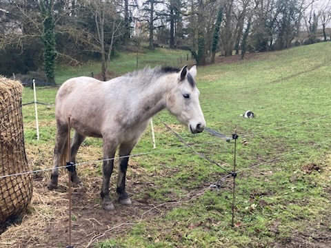 Muse 125 (2026-01-17) (3)