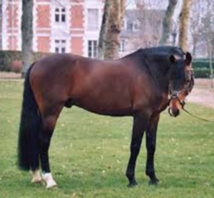 MACGEYVER1